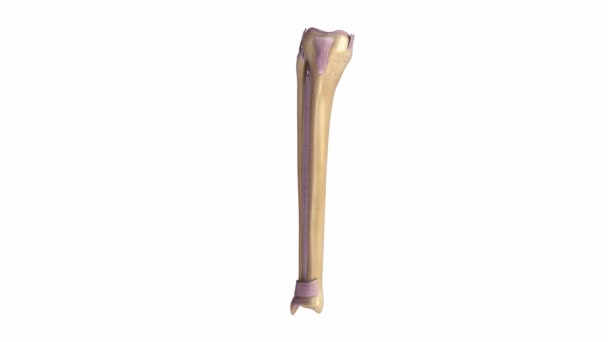脛骨と腓骨靱帯システム — ストック動画