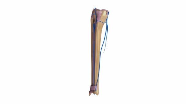 Scheenbeen en kuitbeen ligamenten en aders — Stockvideo