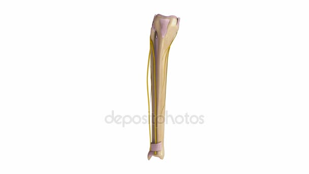 Tibia e Fibulosa Ligamentos e Nervos — Vídeo de Stock