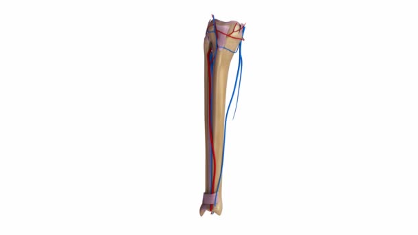 Tibia e Fibula Legamenti, arterie e vene — Video Stock