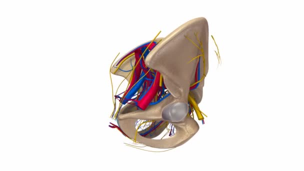 盆腔动脉、 静脉和神经 — 图库视频影像