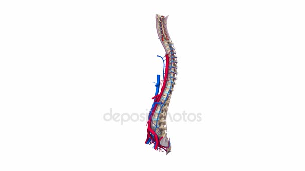 Vertebral spine Ligaments, Arteries — Stock Video