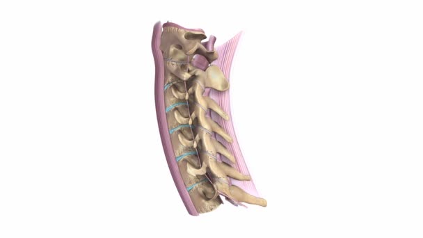 Sistema dos ligamentos da coluna cervical — Vídeo de Stock