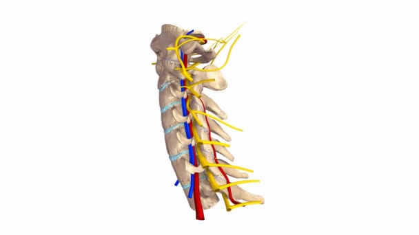 Halswirbelsäulenarterien, Venen und Nerven — Stockvideo