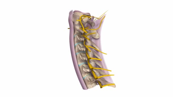 Bänder und Nerven der Halswirbelsäule — Stockvideo