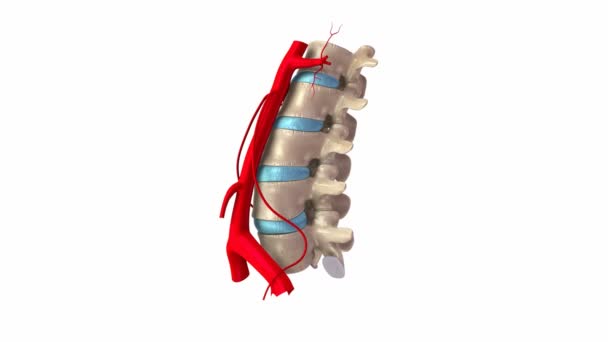 Sistema de arterias lumbares — Vídeo de stock
