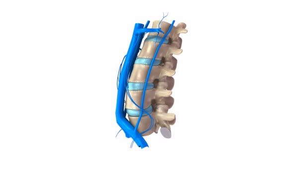 Sistema de venas de columna lumbar — Vídeo de stock