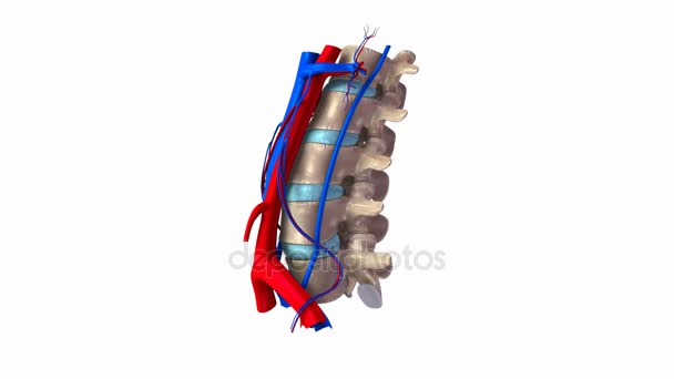 Sistema de arterias y venas lumbares — Vídeo de stock