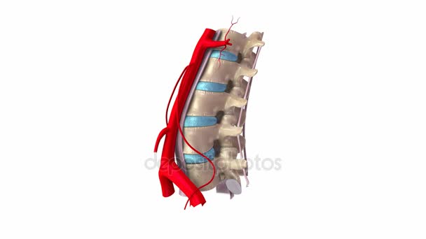 Ligamentos y arterias de la columna lumbar — Vídeo de stock