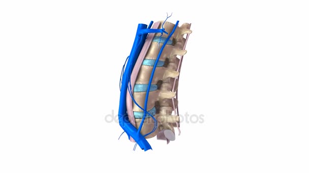 Ligamentos y venas de la columna lumbar — Vídeo de stock