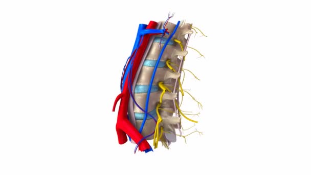 Espina lumbar Ligamentos, Arterias — Vídeo de stock