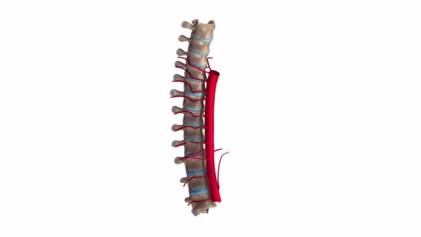 Thoracic spine Arteries system — Stock Video