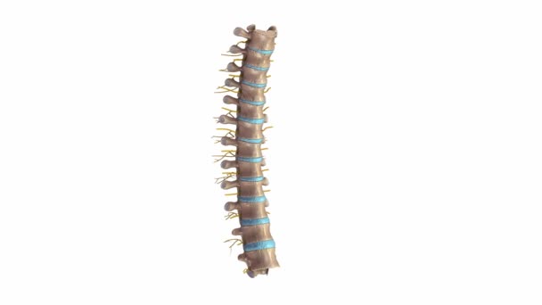 Sistema nervioso de la columna torácica — Vídeo de stock