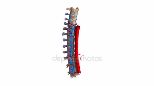 Thoracic spine Système d'artères et de veines 