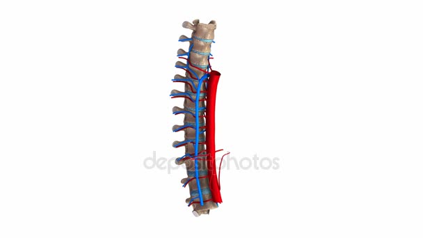 Arterie toraciche della colonna vertebrale e sistema venoso — Video Stock