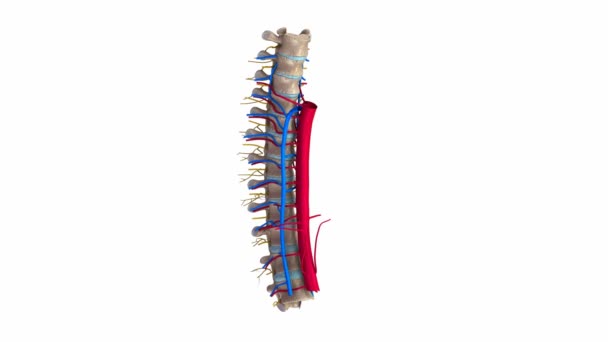 Arterie toraciche della colonna vertebrale, vene e nervi — Video Stock