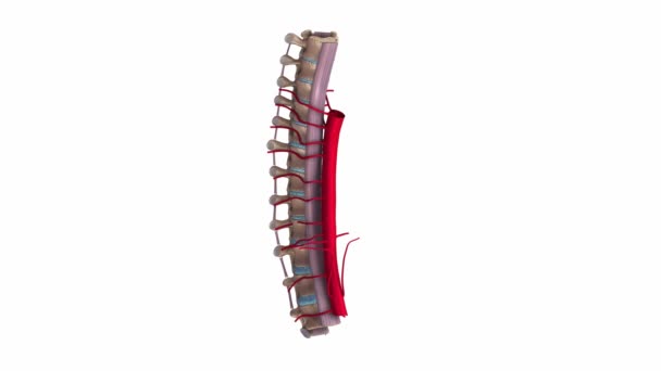 Thoracic spine Ligaments and Arteries — Stock Video