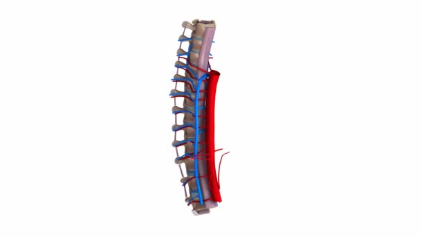 Aiguillons thoraciques Ligaments, artères et veines — Video