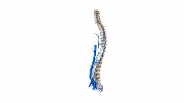 Vertebral spine Veins system — Stock Video