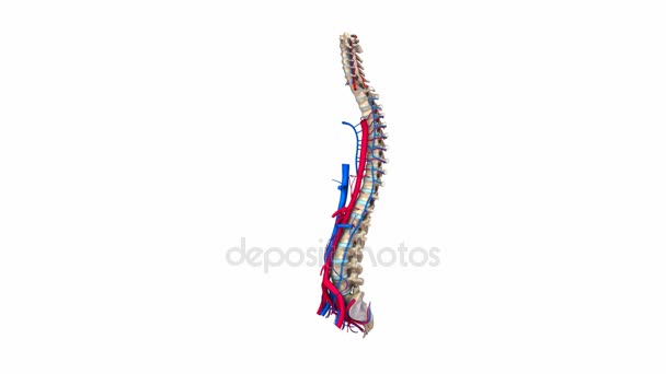 Sistema de arterias y venas vertebrales — Vídeo de stock