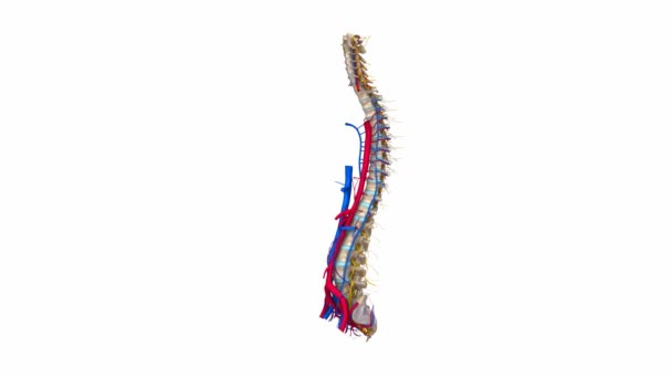 Kręgów kręgosłupa tętnic, żył i nerwy — Wideo stockowe