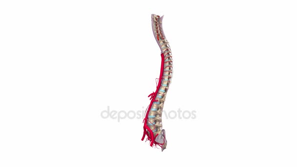 Vertebral spine Ligaments and Arteries — Stock Video