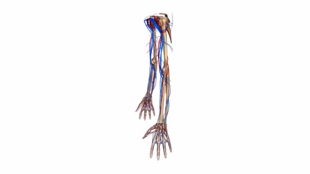 Upper limbs Arteries and Veins system — Stock Video