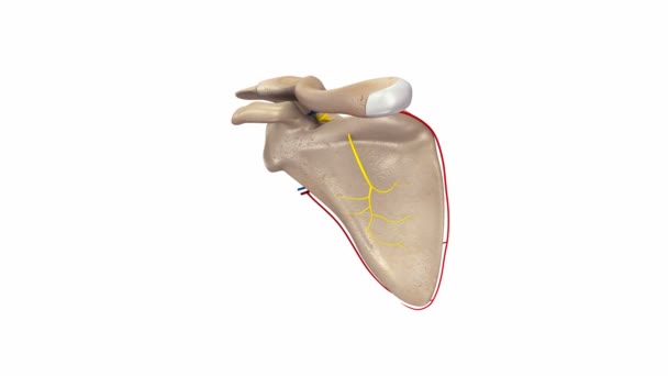 Escápula y clavícula Arterias, venas y nervios — Vídeo de stock