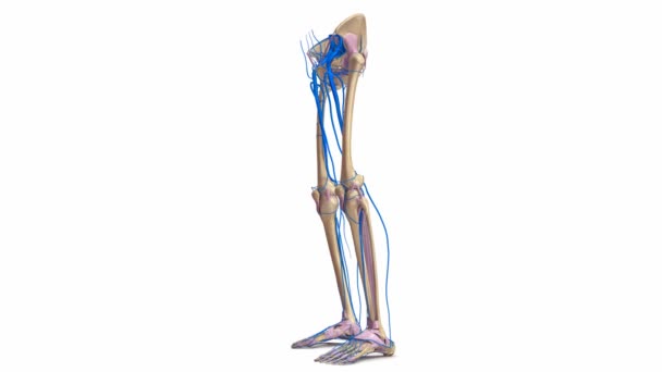 靭帯と静脈下肢 — ストック動画