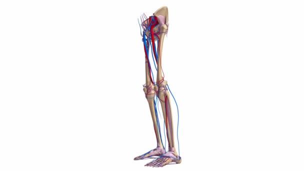 下肢韧带、 动脉和静脉 — 图库视频影像