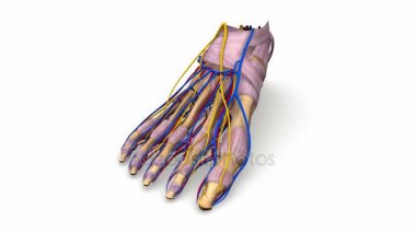 Ligament, damar, damar ayak 