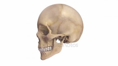 Kafatası kemik yapısı