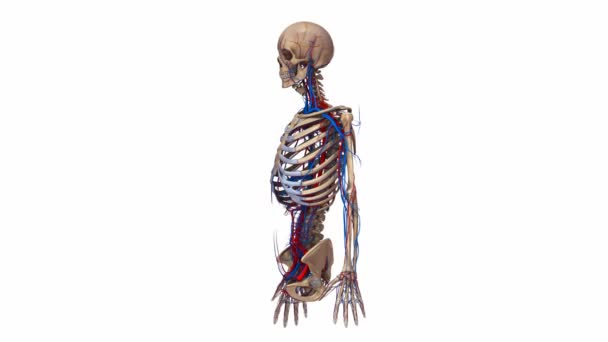 Üst vücut atar ve toplar damarlardaki sistemi — Stok video