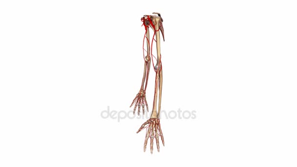 上肢动脉系统 — 图库视频影像