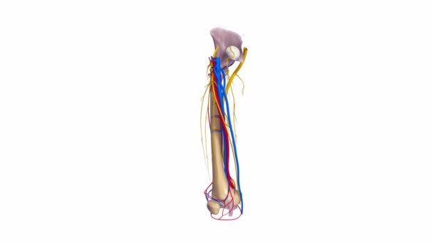 Dijbeen ligamenten, slagaders, aders — Stockvideo