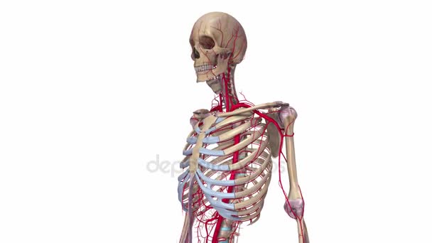 Ligamentos y arterias esqueleto — Vídeo de stock