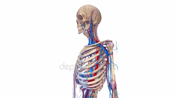 Ligamentos esqueléticos, arterias y venas — Vídeo de stock