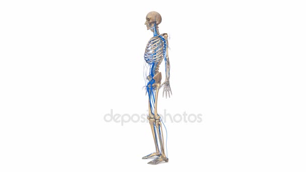 Esqueleto con sistema de venas — Vídeo de stock