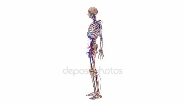 Esqueleto com artérias e veias — Vídeo de Stock