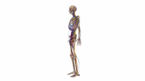 Skeleton with arteries and nervous system — Stock Video