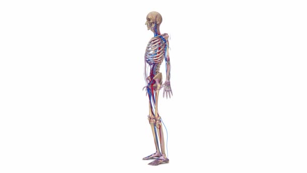 Skelettbänder, Arterien und Venen — Stockvideo