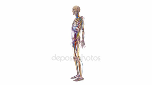 Squelette Ligaments, artères, veines — Video