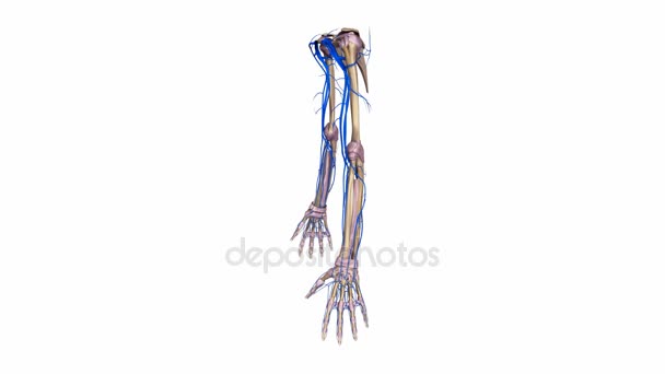 上肢韧带和脉 — 图库视频影像