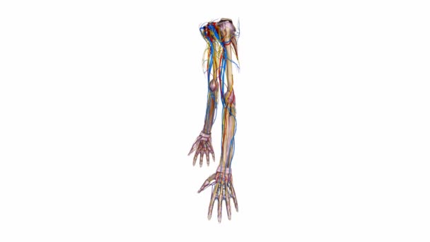 Верхні кінцівки зв'язок, артеріях, венах — стокове відео