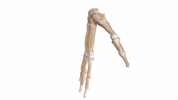 Estrutura óssea da palma — Vídeo de Stock