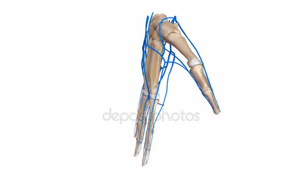 Palm damar sistemi — Stok video