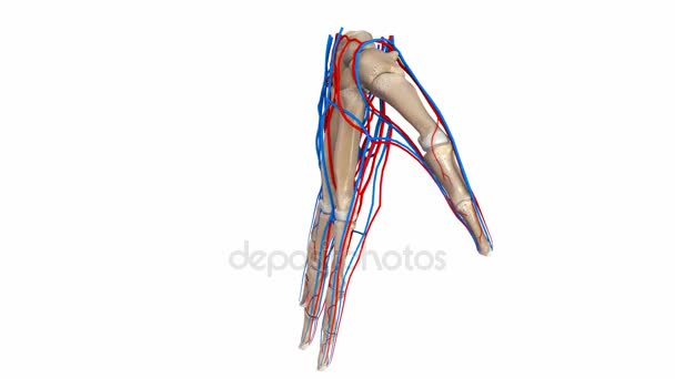 Sistema Palm Arteries and Veins — Vídeos de Stock