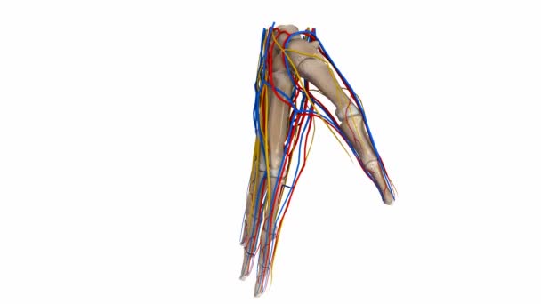 Arterias de palma, venas y nervios — Vídeo de stock