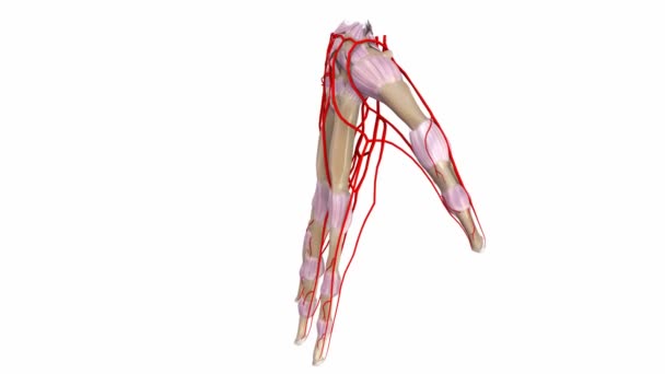 棕榈韧带和动脉 — 图库视频影像