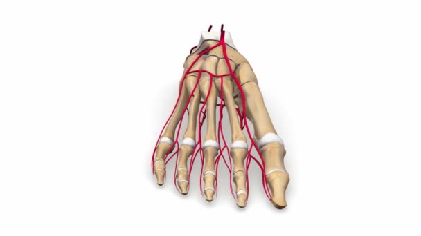 Sistema de arterias del pie — Vídeos de Stock